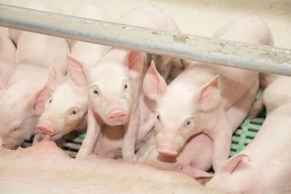 � ���������� ������� ������ ��������� �������������������� ��������