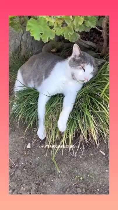 ��������� ����! ��������-����� ���������� �������