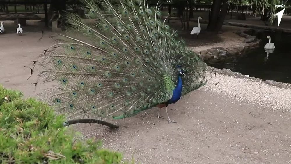 �������� ������ ��������� ���� ���� ������������ � ��������-����