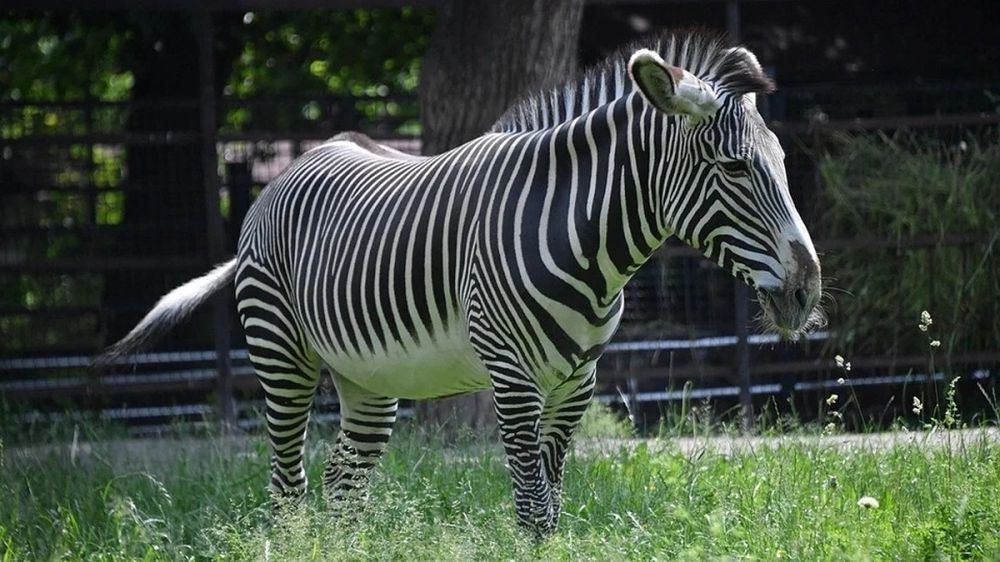 �� ����������� ��������-���� � ���� �������� 13 ����