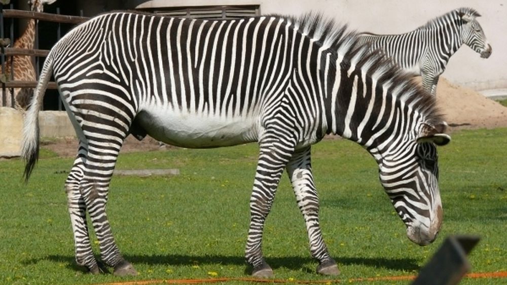 ��� ��� �� ������? � �������� ����� �������� ����� ��������� ����