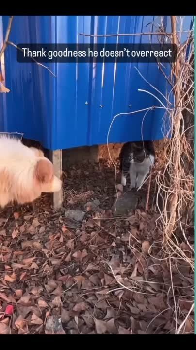 ��������� ����! ��������-����� ���������� �������