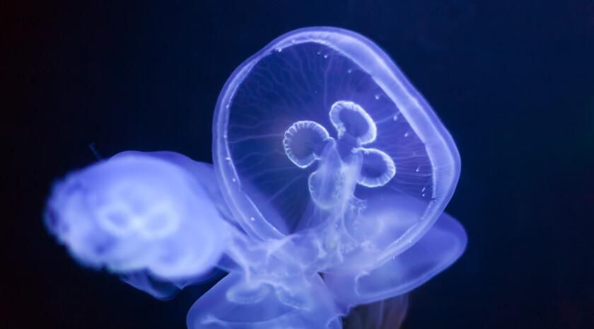 ���� ����������� �� ������� ������� �������� �� ������� ���������