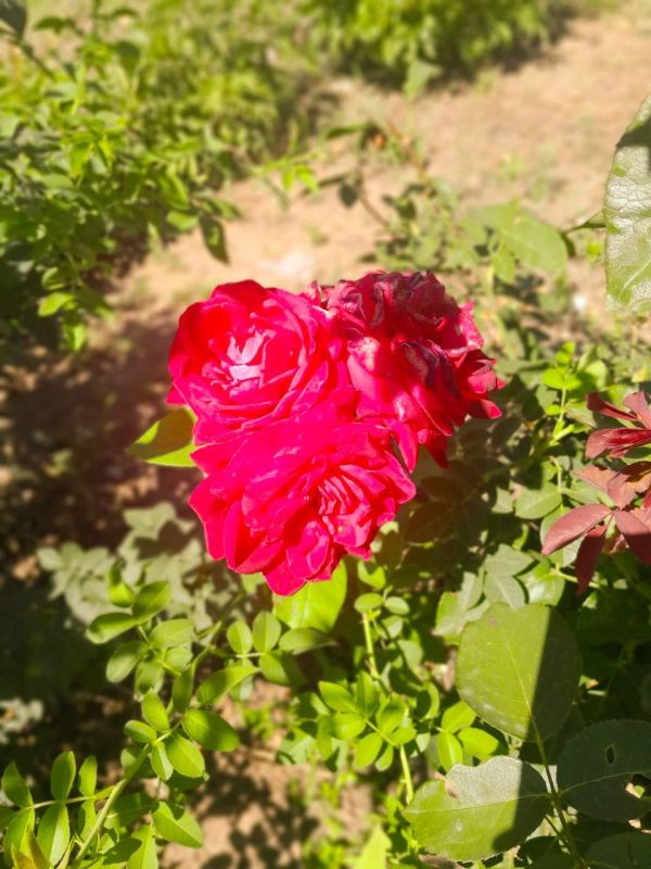 � ������ �����, �����������!