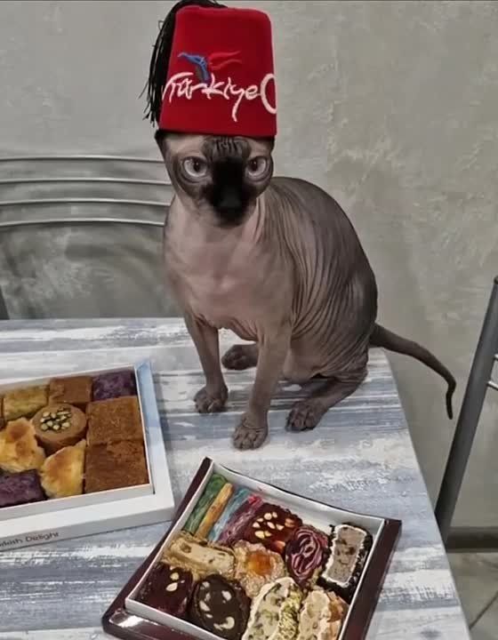 ������ ������ ������ ���� ����� � ��������� ������ ��� ���� �� ������� � �������