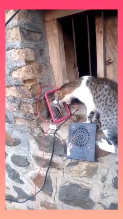 ��������� ����! ��������-����� ���������� �������