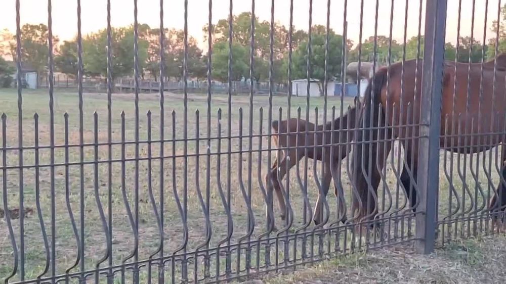 ���������� ���������� "�������-����" ������������ ������������� �������