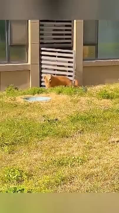 ��������� ����!. ��������-����� ���������� �������