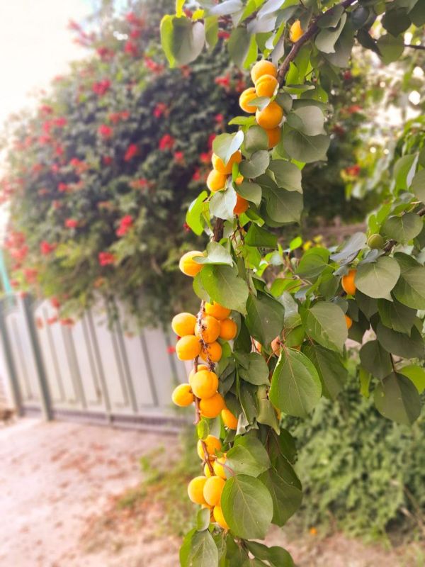 � ������ �����, �����������!