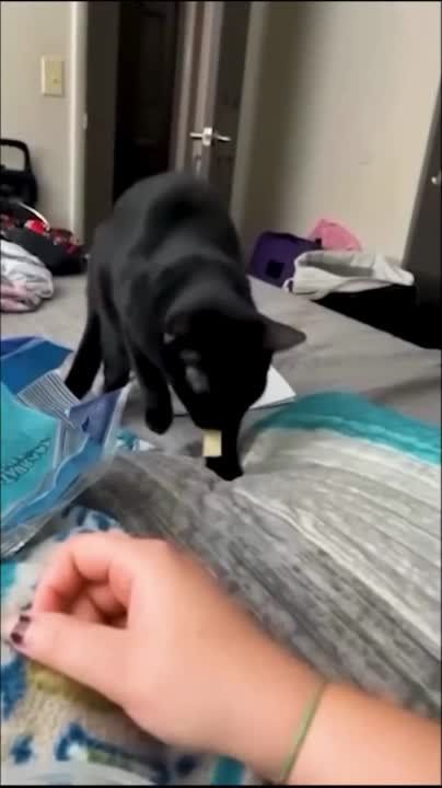 ��������� ���� ������! ��������-����� ���������� �������