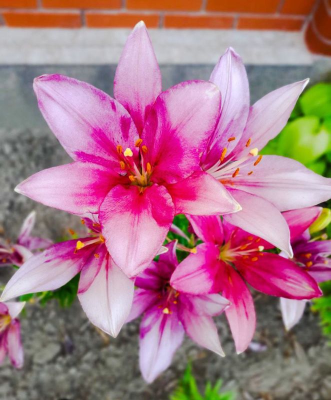 � ������ �����, �����������!