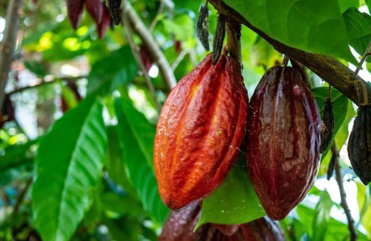 ������� ���� ��������, ������������� ��������, ����������� ���!