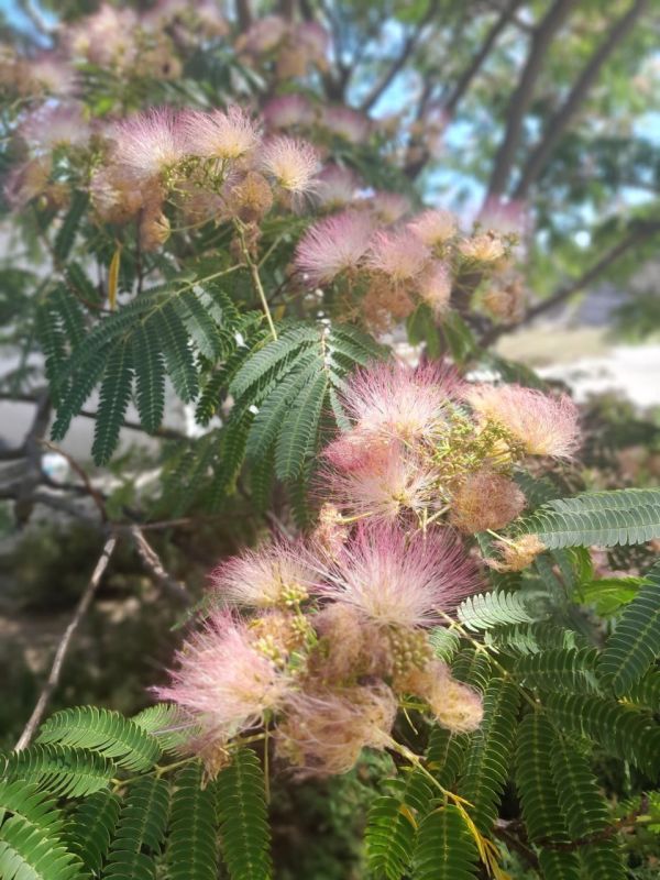 � ������ �����, �����������!