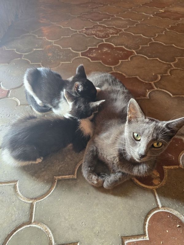 ���� �� �������: ������, ���� ������� - ������ ��� ��������