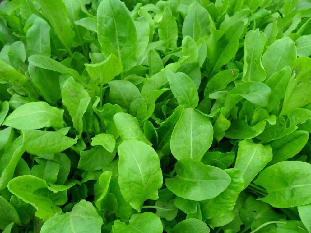 ������ ������� ���������� � ��������