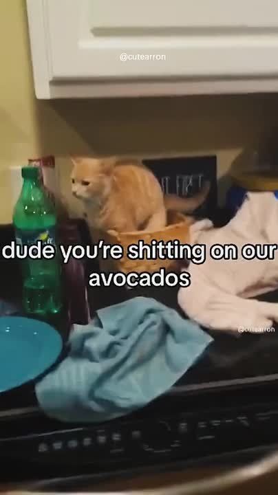 ��������� ����! ��������-����� ���������� �������