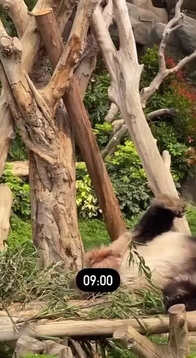 ���� ������������. ���������� ������ ��� �������� ����������� #������������