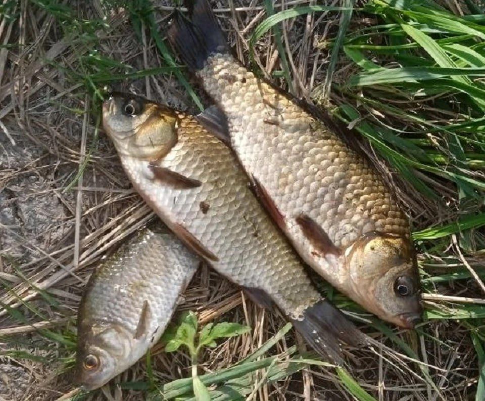 � ���������� ������� ������ ����� ���� ��� �����