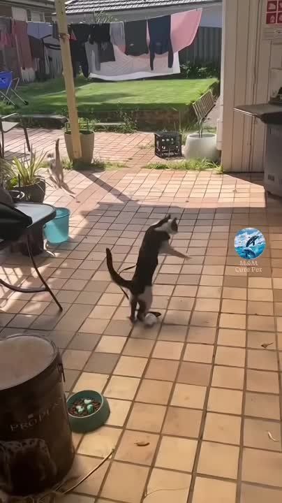 ��������� ����!. ��������-����� ���������� �������