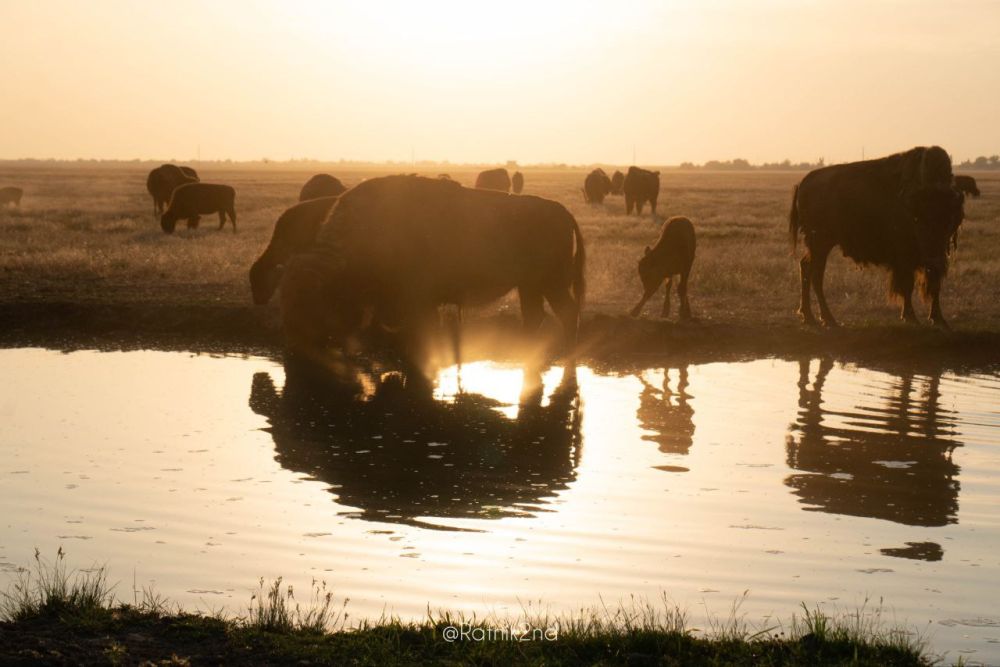 ����� ����������: ���������� �������-����