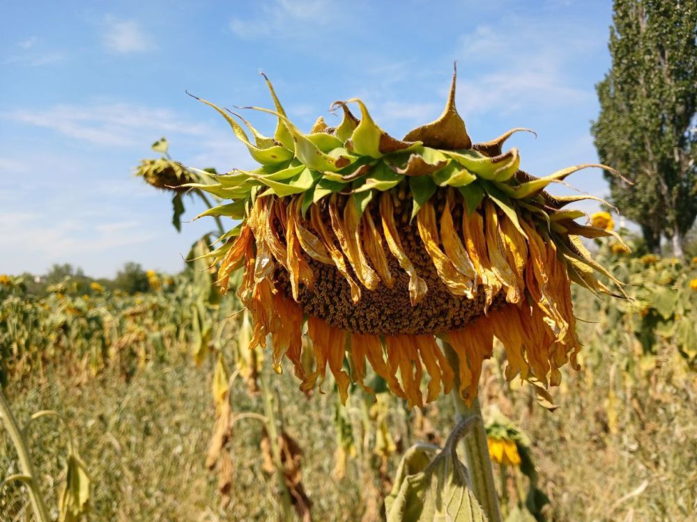 � ������ �����, �����������!