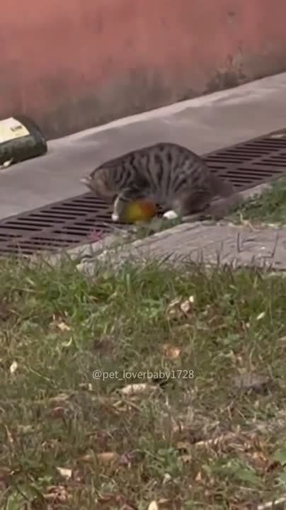 ��������� ����!. ��������-����� ���������� �������