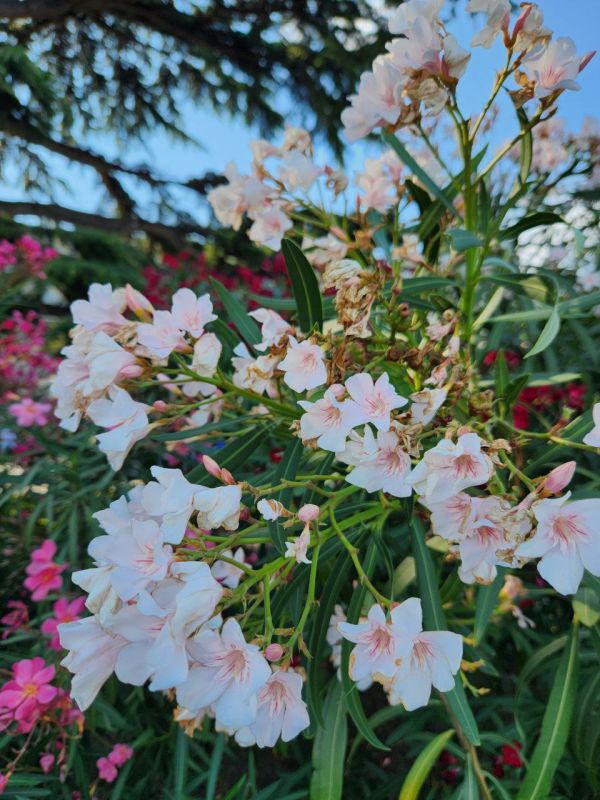 ���� ����� ������� ���, �� ����� ������ ������, �������� ������ � �������� �������� ����o