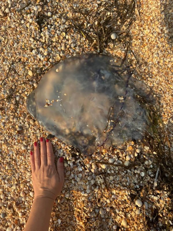 ����� ��������: ���������� ������ �������� ������ � ���������� �������� ���� ������������� ����))