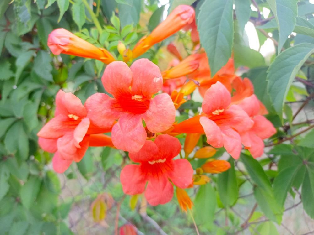 ������� ����, ������, � ����������� ���!