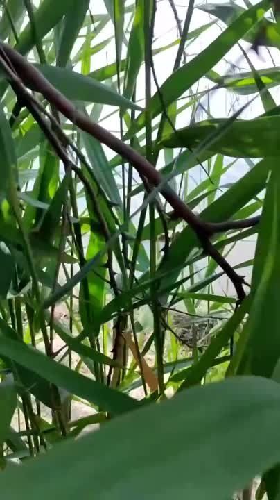 �������� ������: ����� ��� ���������� �������� �� ���������� ����������� ����������� � ������� ����� ������ � �������