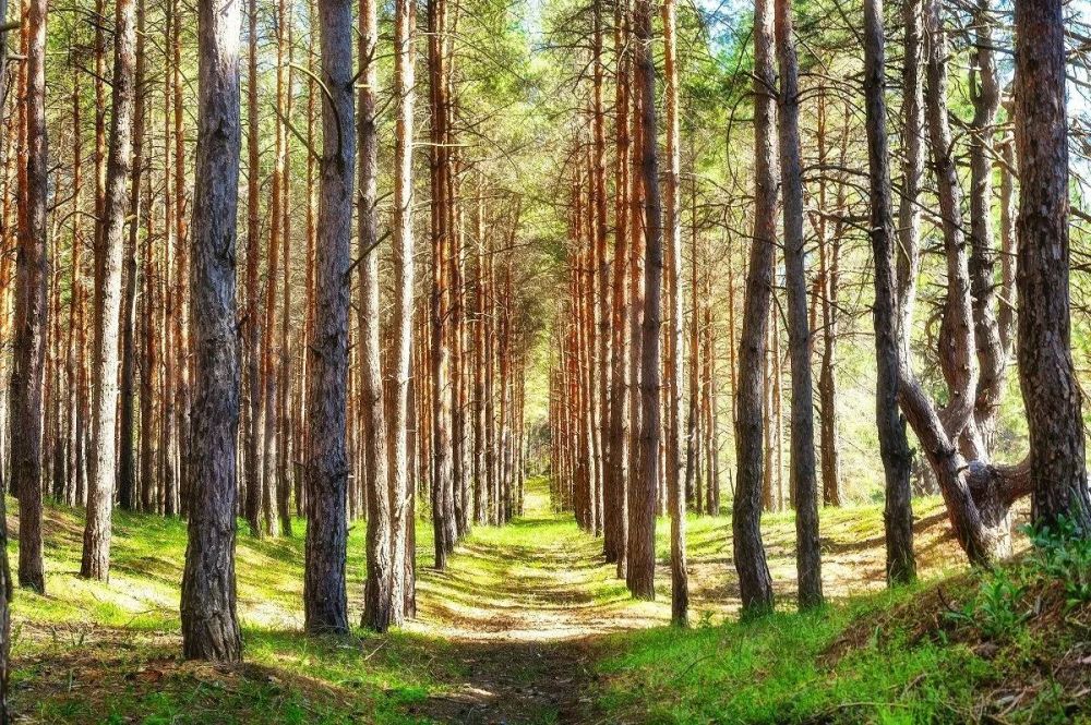 �������� �������: ��������������������� ���������� �������