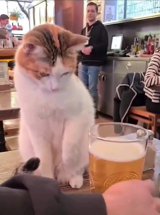 ��������� ����!. ��������-����� ���������� �������