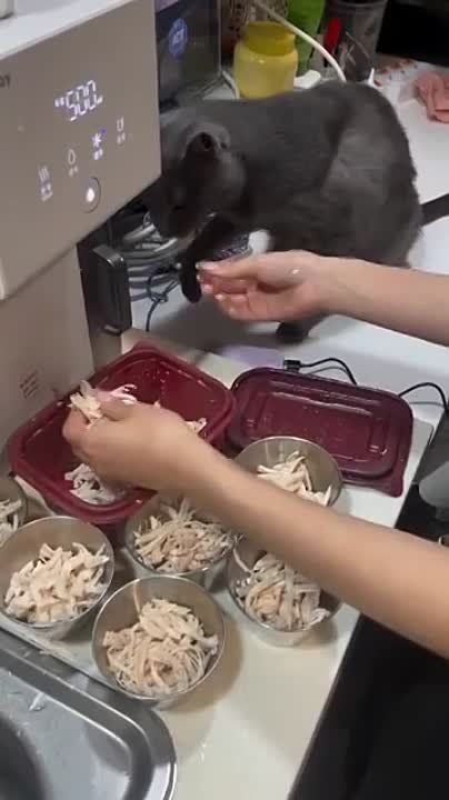 ��������� ����!. ��������-����� ���������� �������