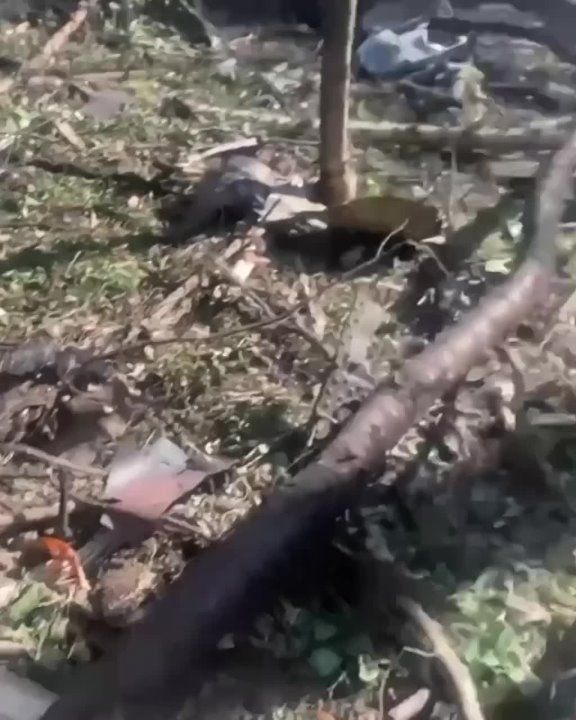 ����������� ��� ���������� �������������� ������� ����������� � ����������� � �������� �������� ����� ���������� �������� � ���������� �����������