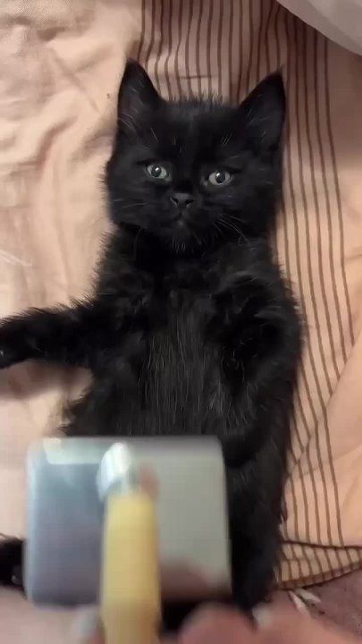 ��������� ����!. ��������-����� ���������� �������