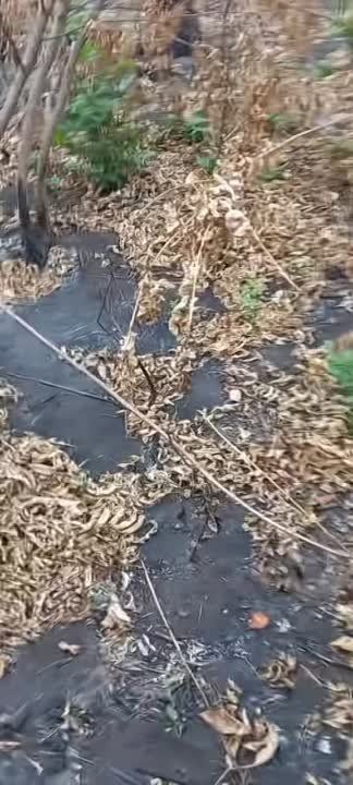 ������������ ������� �777 ���