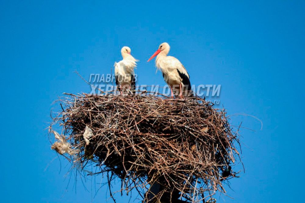 ��� ����� ������� � ������ � ��������� ����� �������� ��������� �������