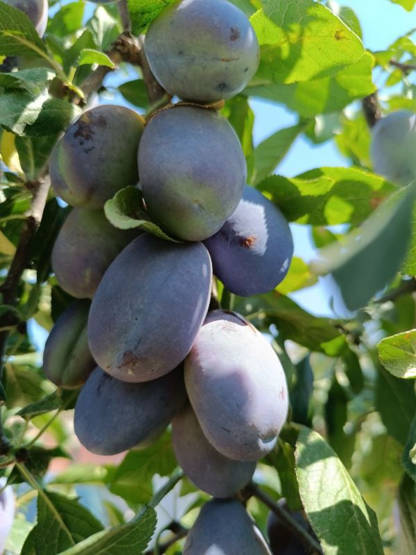 � ������ �����, �����������!