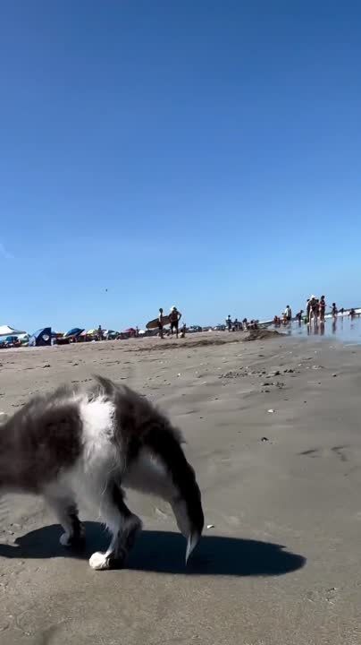 ��������� ����!. ��������-����� ���������� �������