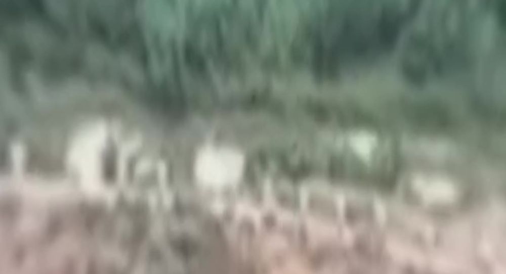 ���� �� �������: ��������� ������ ������ ������������