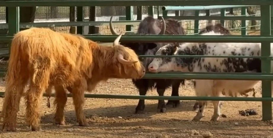 �� ����� � ���������� �������-���� �������� 25 ��������