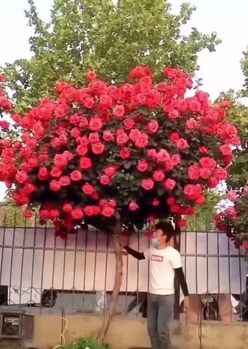 ��� ��� ���������� ������� ������