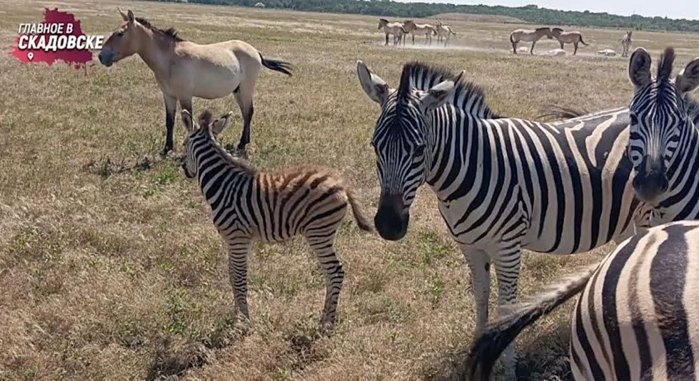 � �������-���� ���������� � �������� ��� ����� �������