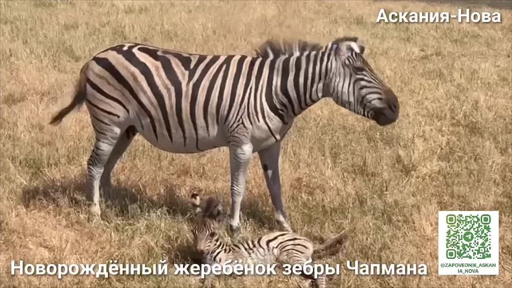 � ����������� "�������-����" �� ���� ��������� ��������� ��������