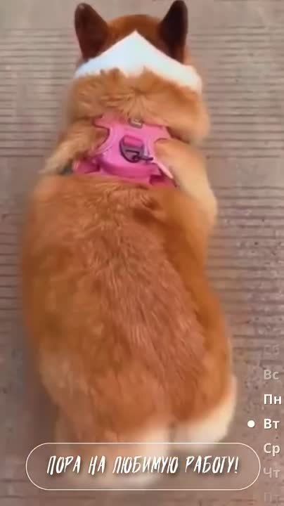 #������������