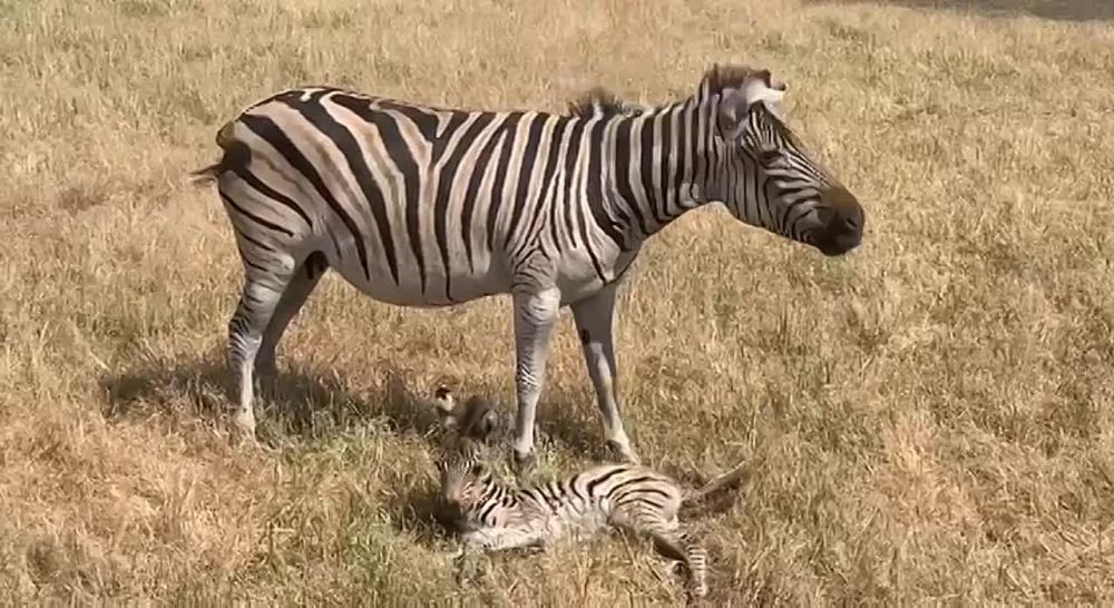 � ���������� ����������� ��������-���� �������� ��������� ��������