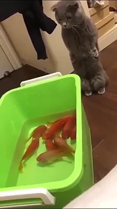 ��������� ����!. ��������-����� ���������� �������