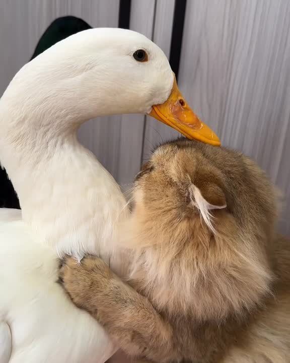 ��������� ����!. ��������-����� ���������� �������