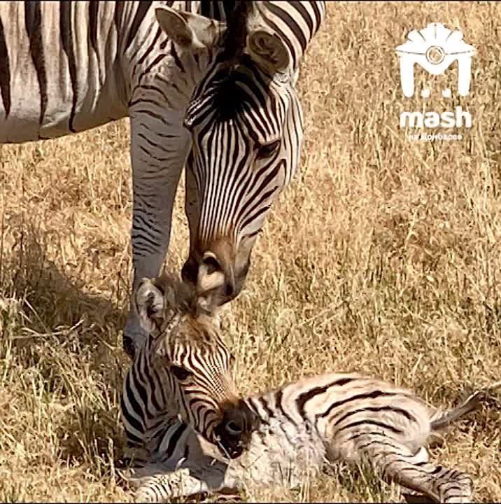 ����� �� ���� ���� �� ����������� �����������, ������� ������� ����� ��� ����� � "��� �� ������?"