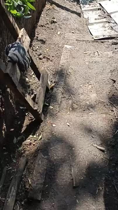 ��� ������: ���������� �����������, ��� �����: